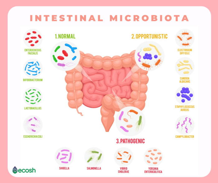 Probiotics dogs probiotic supplement prebiotics constipation itchy diarrhea allergies counter digestive immune dry Probiotics dogs probiotic supplement prebiotics constipation itchy diarrhea allergies counter digestive immune dry