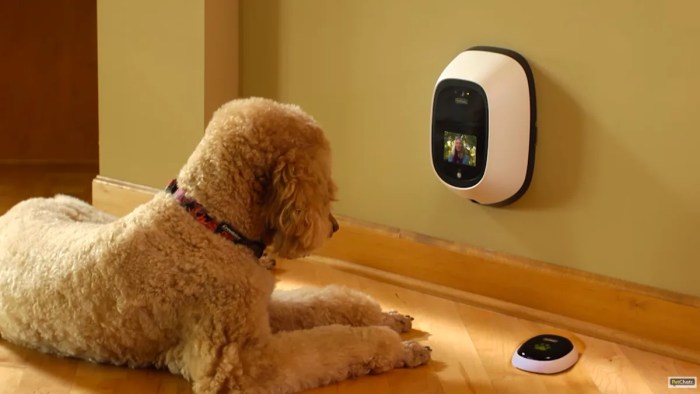 Pet Tech: Smart Gadgets for Your Cats and Dogs