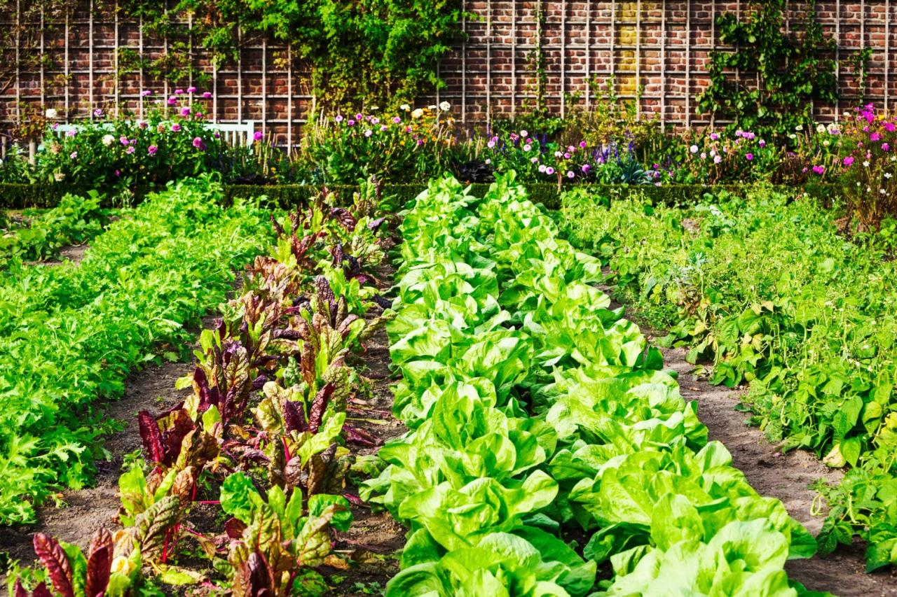 Gardening Essentials: Starting Your Home Garden