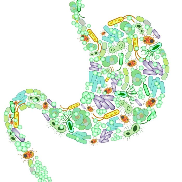 Digestive Health: Probiotics and Gut-Friendly Products